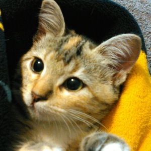 Meet your Posher, Destiny